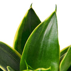 Snake Plant Emerald Star – view 2