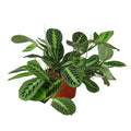 Maranta 'Lemon Lime' Live Plant – 6" Nursery Pot