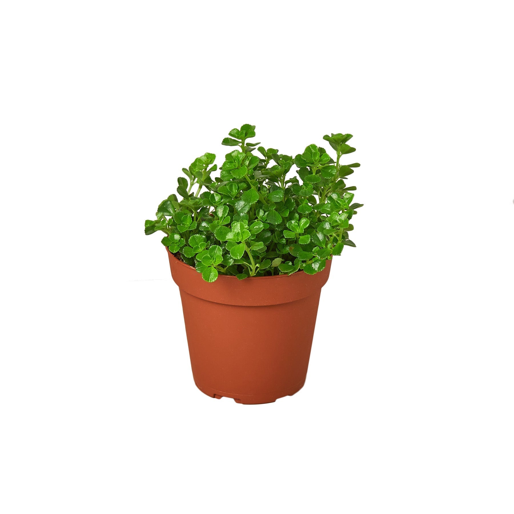 Nettle 'Baby's Tear' Live Plant – 4" Nursery Pot
