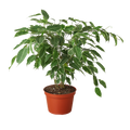Ficus 'Breeze'