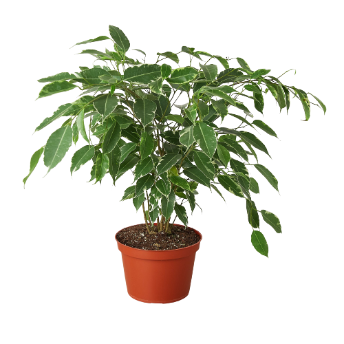 Ficus 'Breeze'