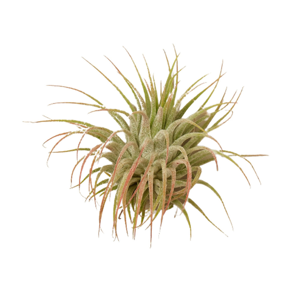 Tillandsia Air Plant Ionantha Guatemala