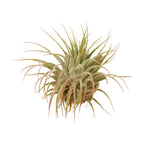 Tillandsia Air Plant Ionantha Guatemala