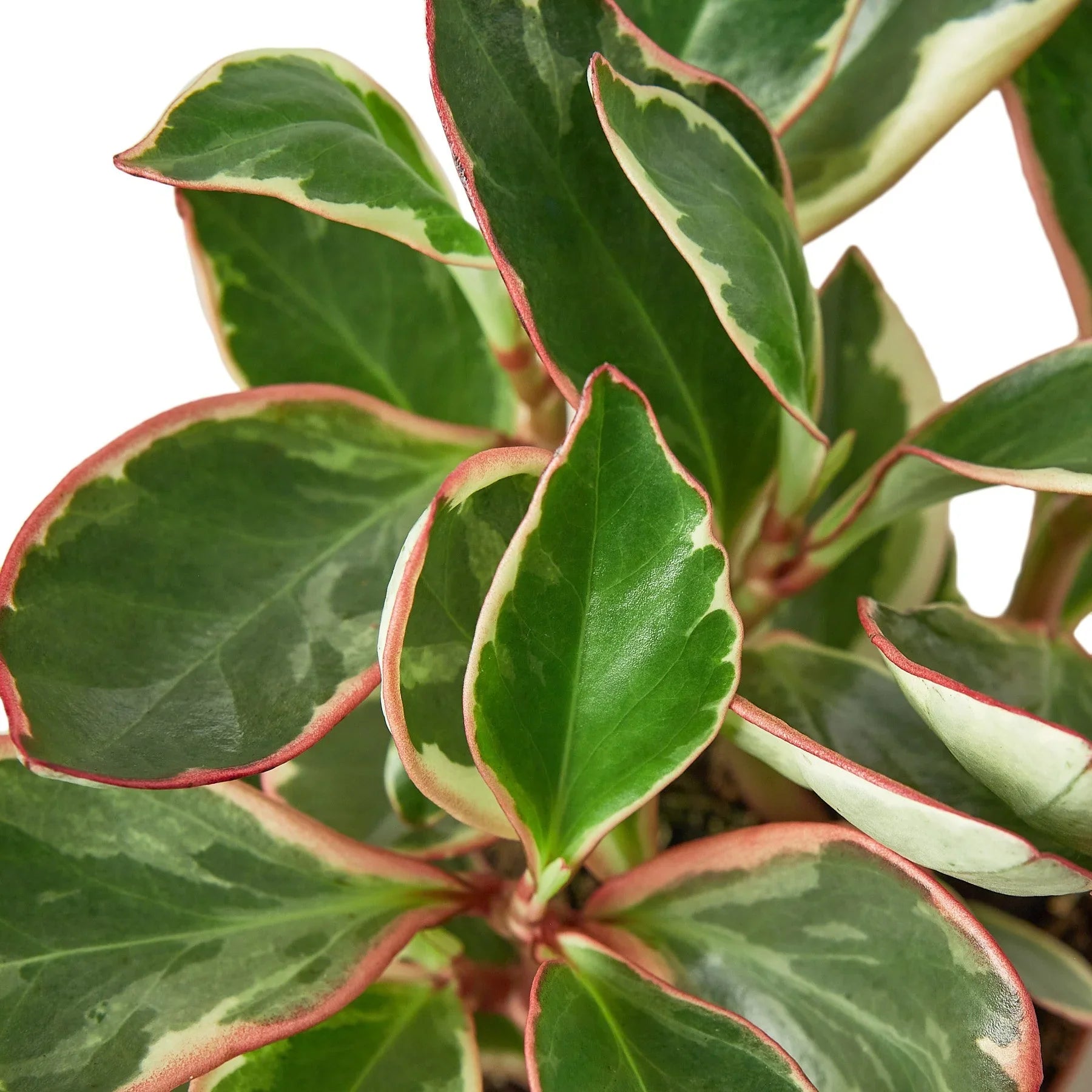 Peperomia 'Ginny' – view 2