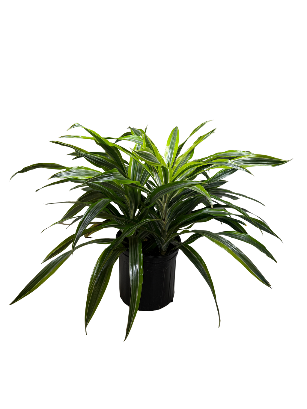 Dracaena 'Lemon Lime' – view 7