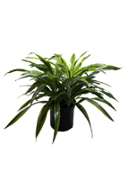 Dracaena 'Lemon Lime' – view 7