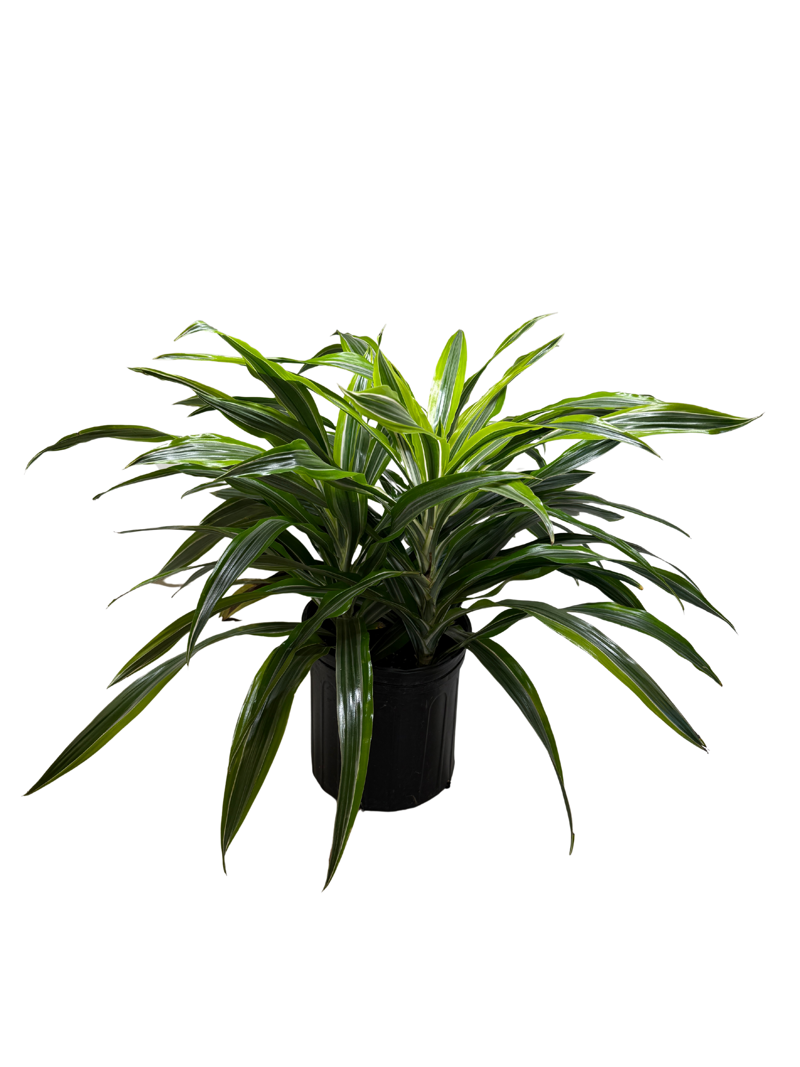 Dracaena 'Lemon Lime' – view 7