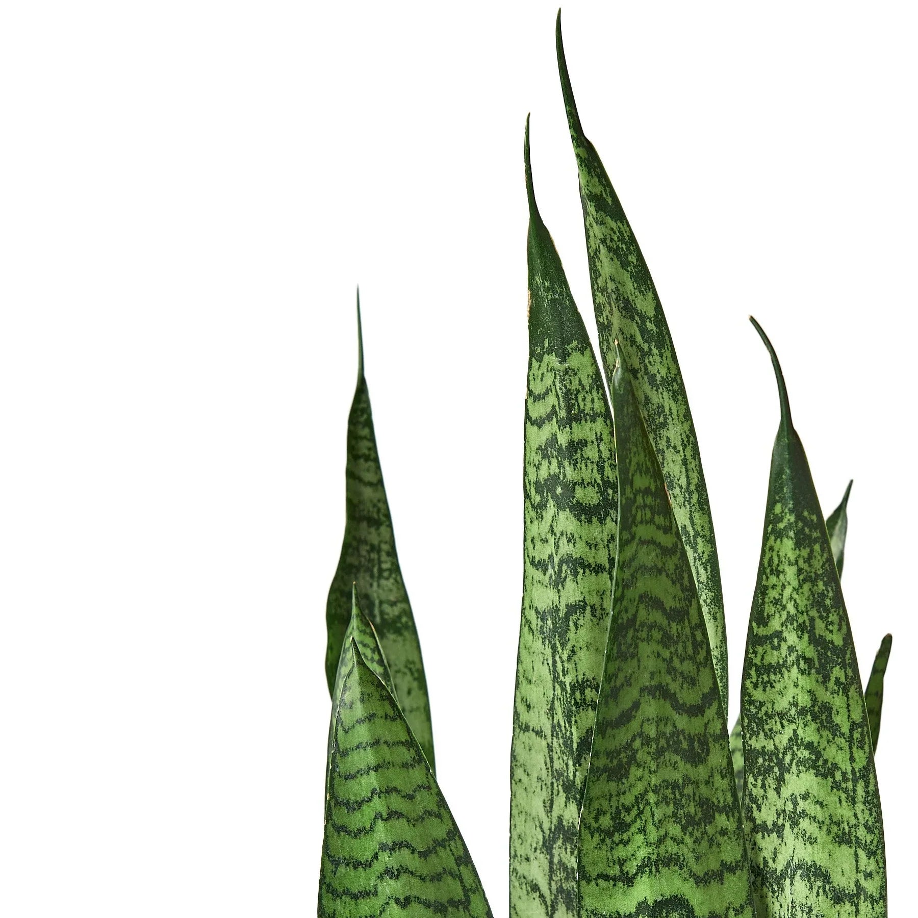 Snake Plant 'Zeylanica' – view 4
