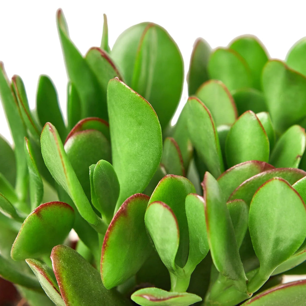 Succulent Crassula 'Jade' – view 2