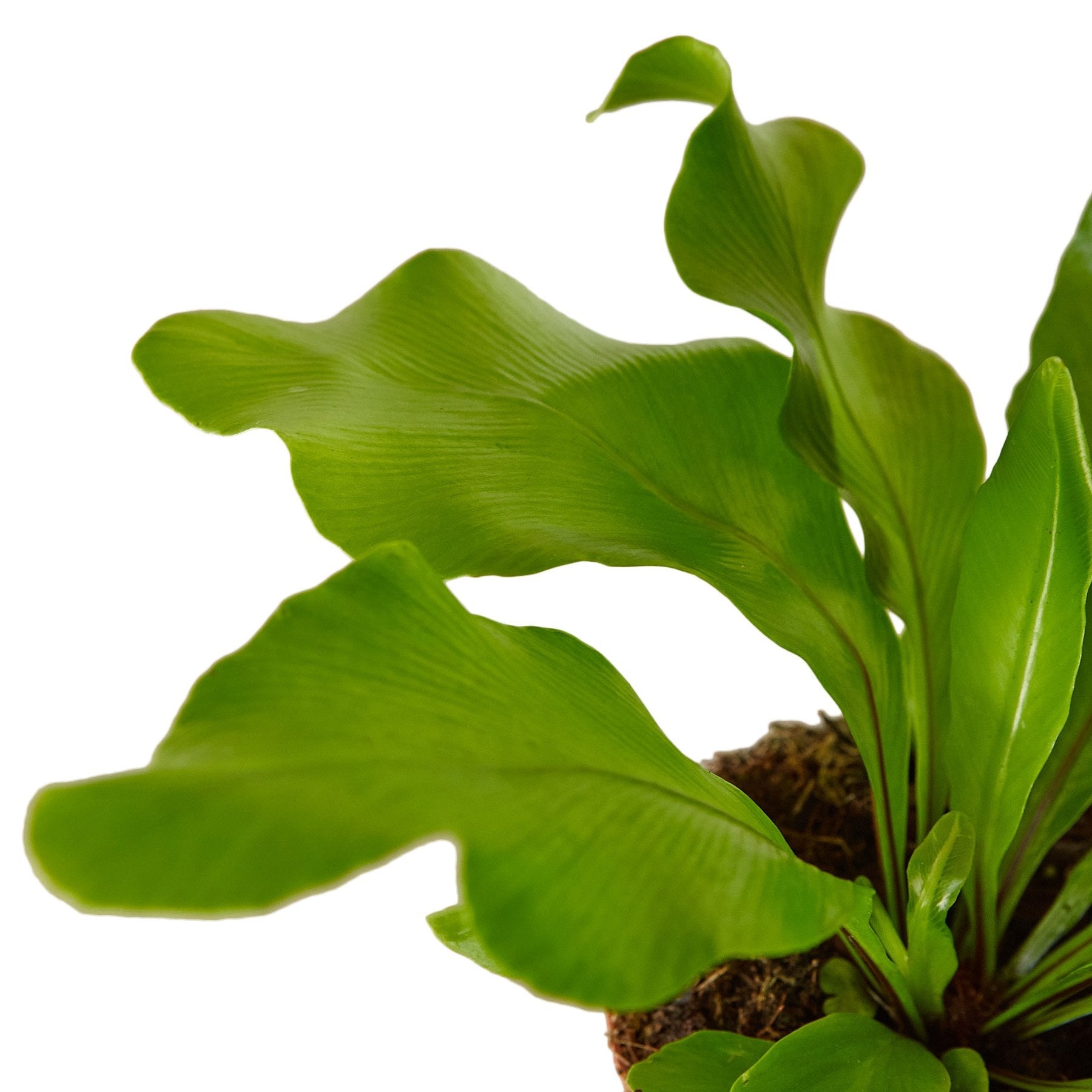 Bird's Nest 'Nidus' Fern – view 4