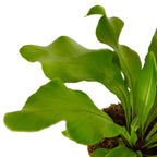 Bird's Nest 'Nidus' Fern – view 4