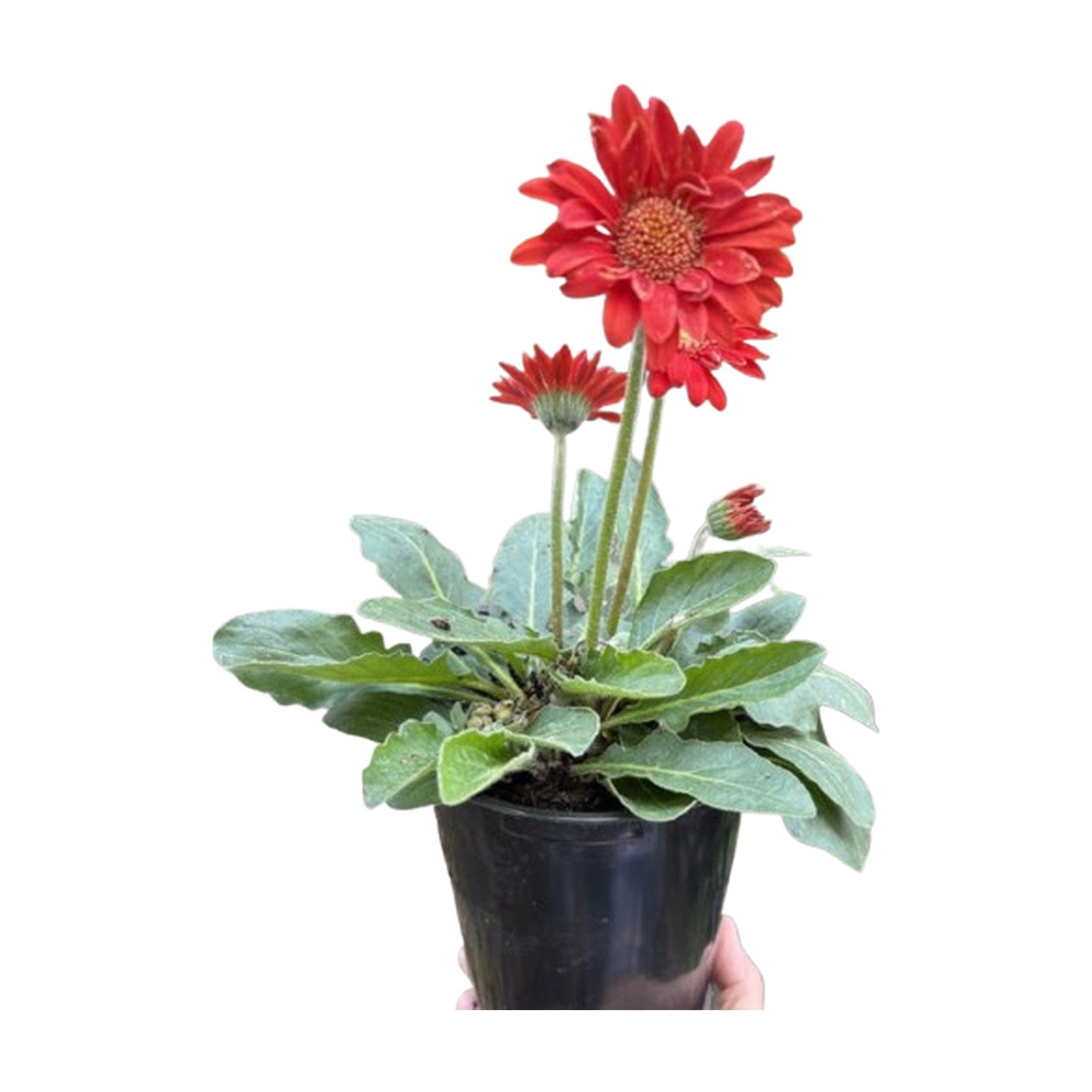 Gerbera Sweet Love Red