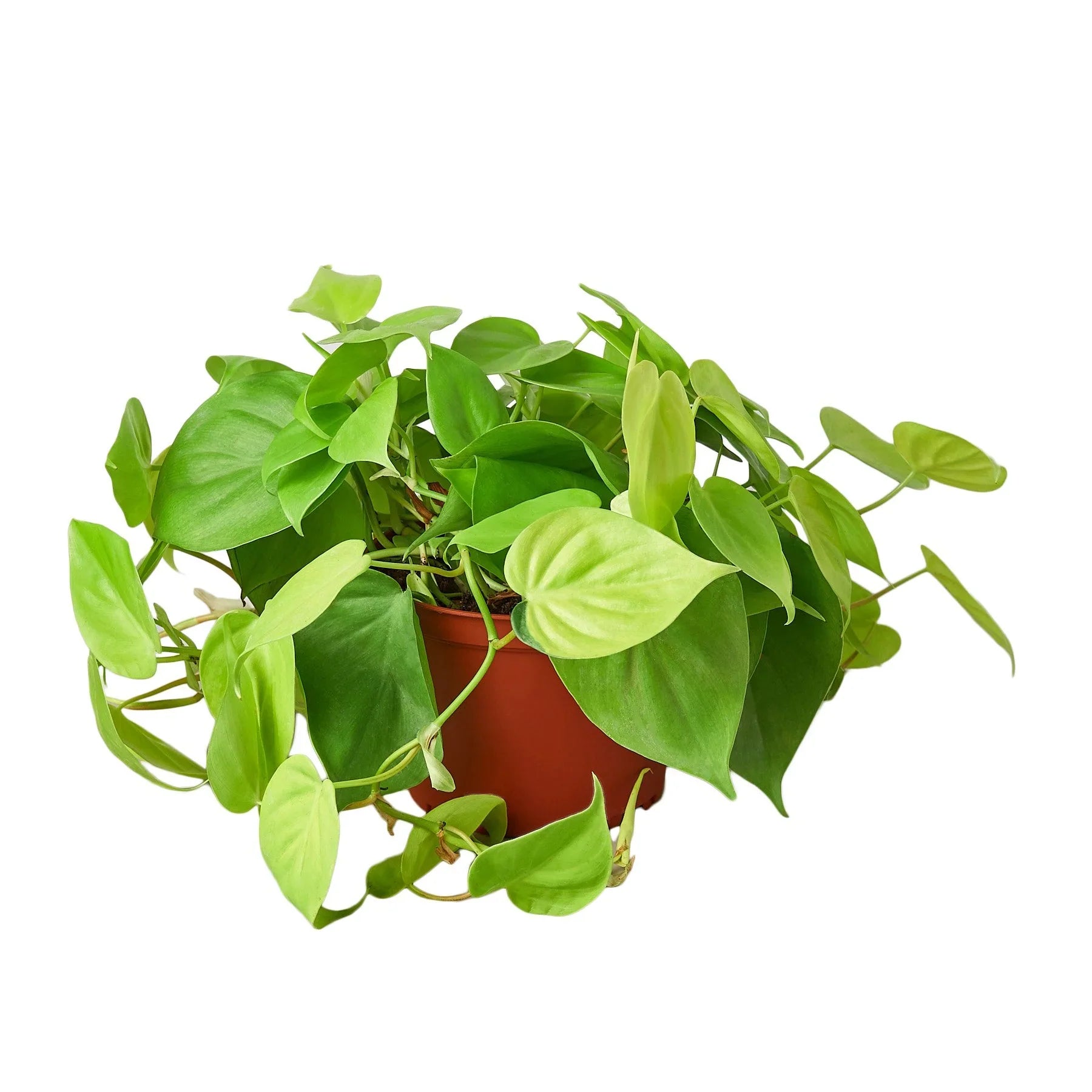 Philodendron 'Neon' – view 4