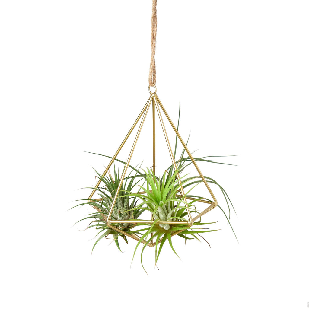 Air Plant Display Hanger - Brass by House Plant Dropship