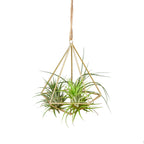 Air Plant Display Hanger - Brass by House Plant Dropship