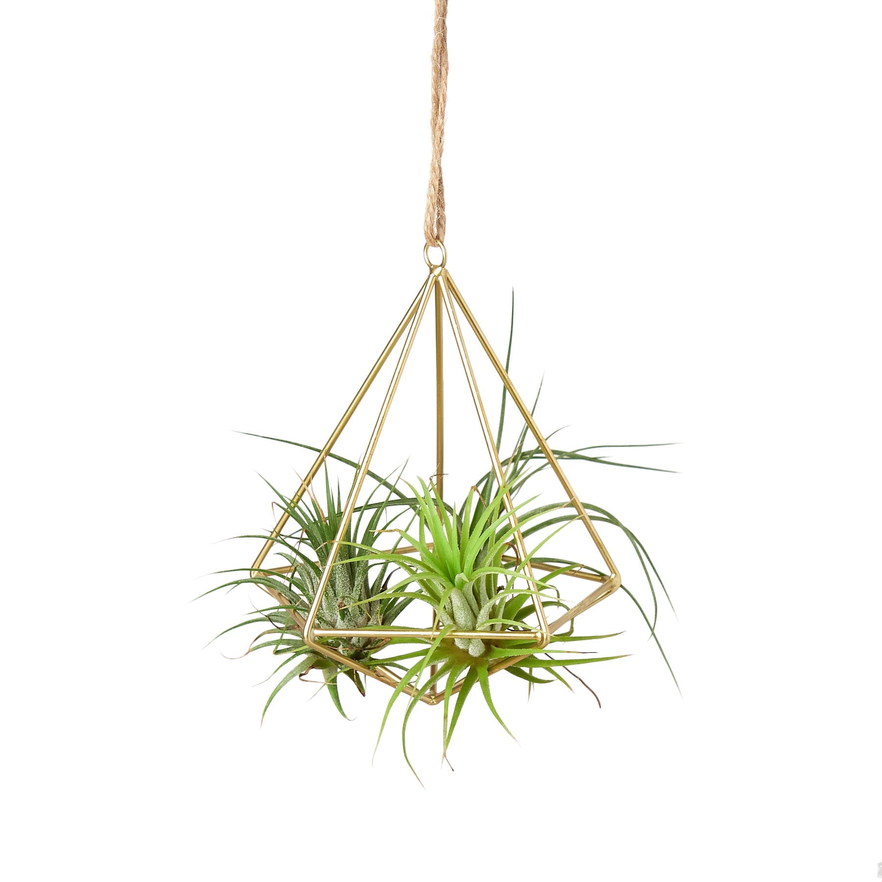 Air Plant Display Hanger - Brass by House Plant Dropship