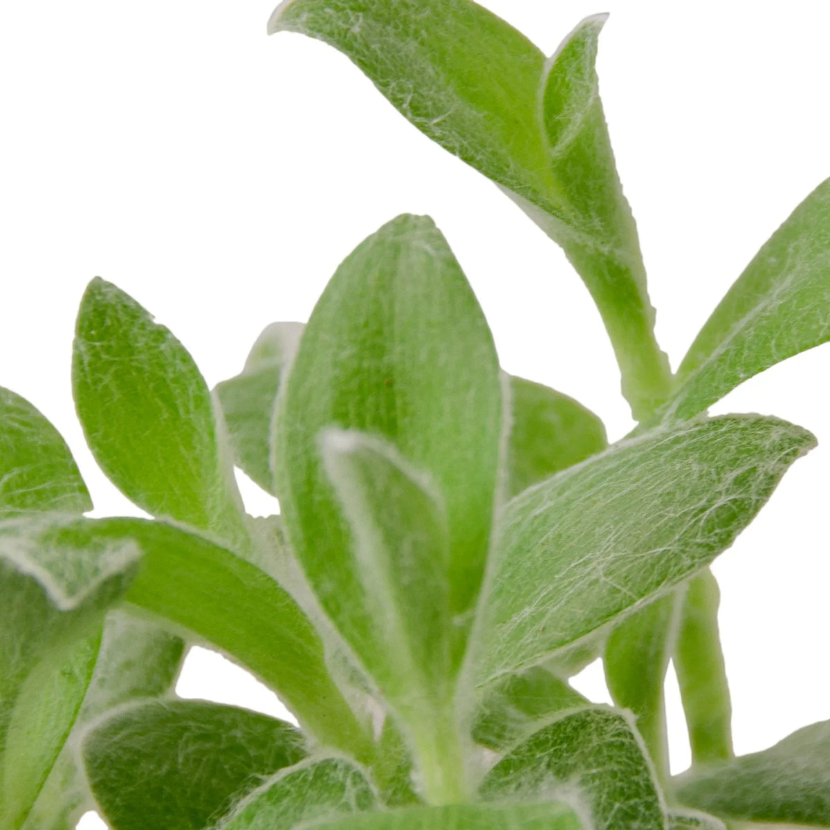 Tradescantia White Velvet – view 2