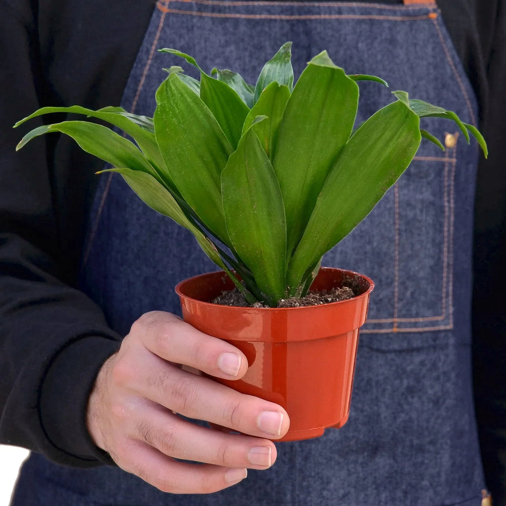 Dracaena 'Janet Craig' – view 3