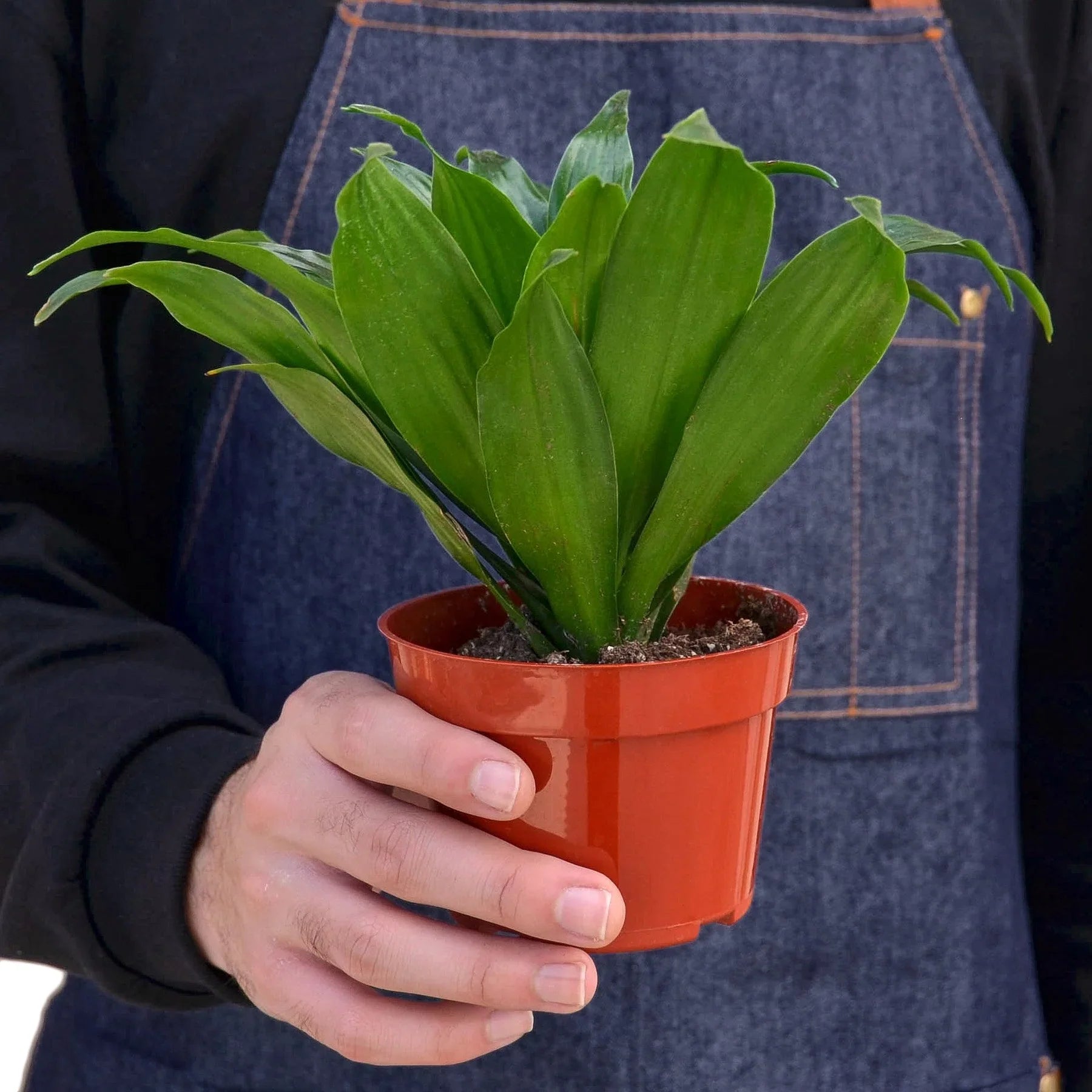 Dracaena 'Janet Craig' – view 3