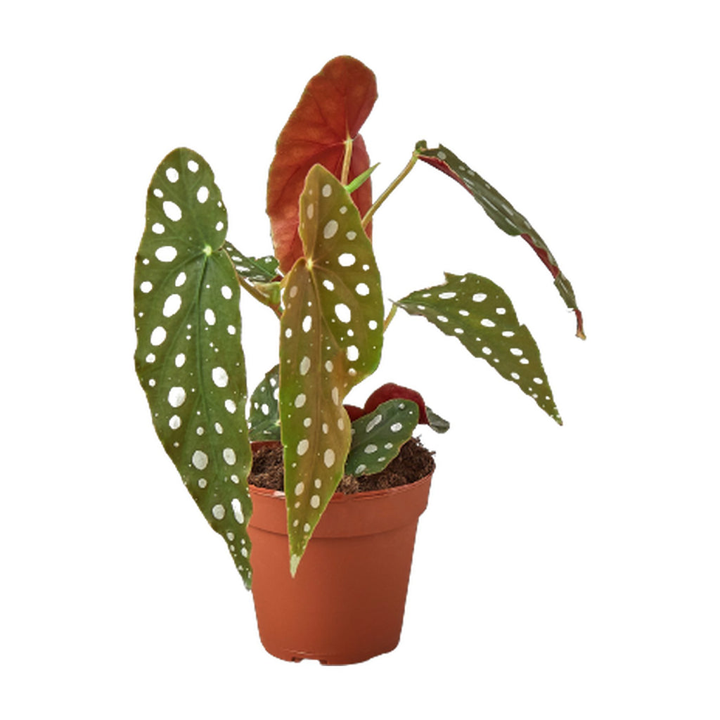 Begonia 'Maculata'