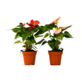 2 Anthurium Variety Pack