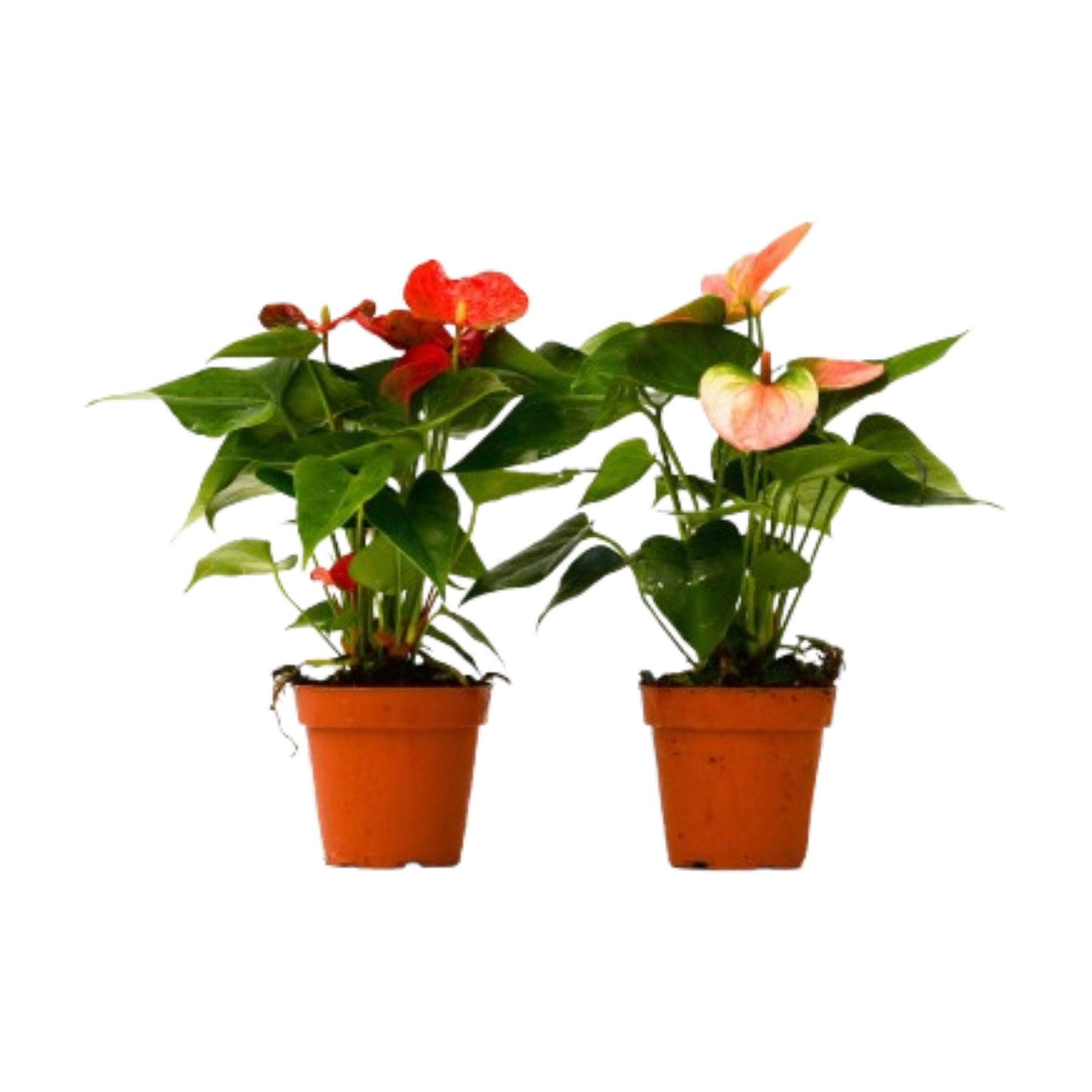 2 Anthurium Variety Pack