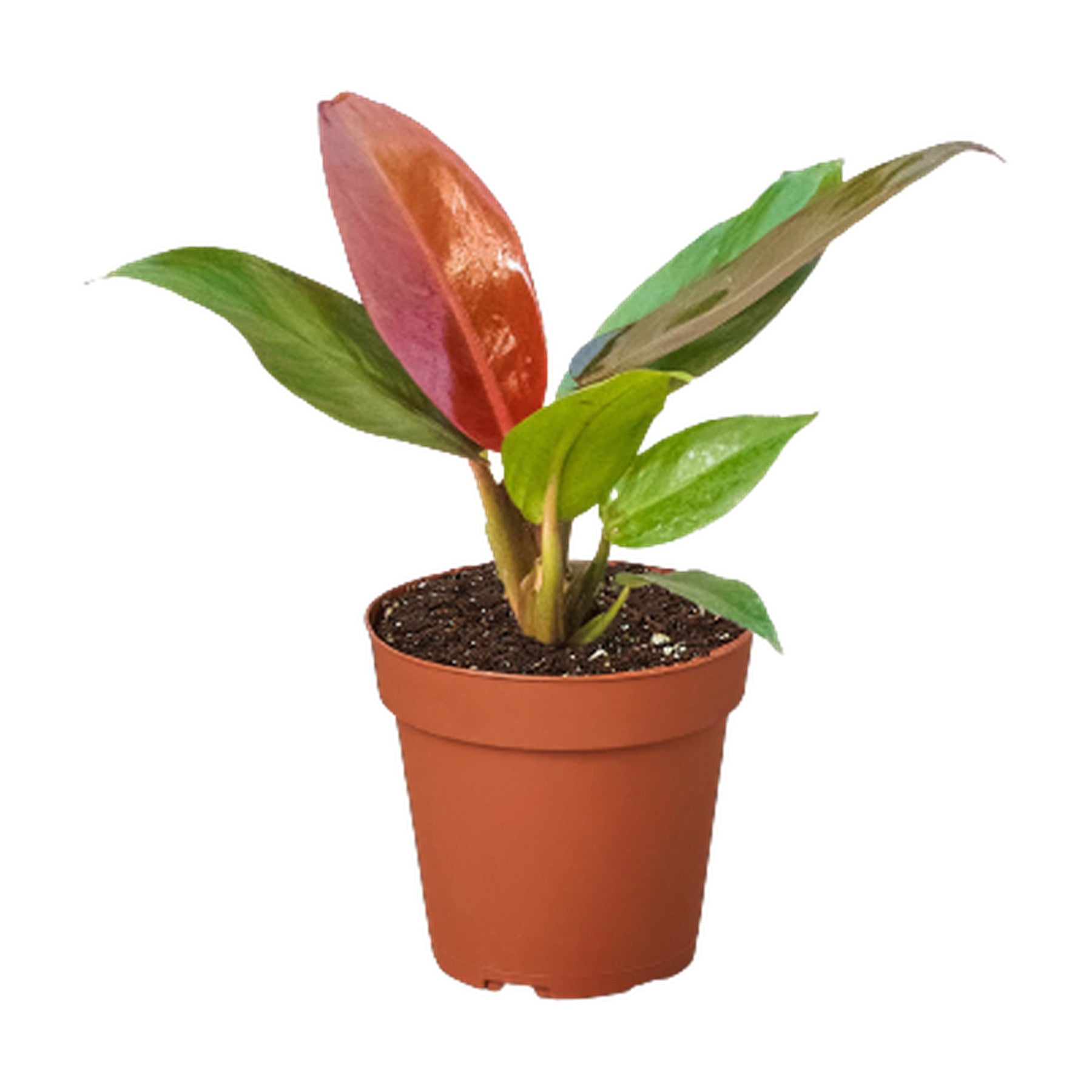 Philodendron 'Sun Red'