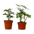 2 Different Schefflera Plants Variety Pack