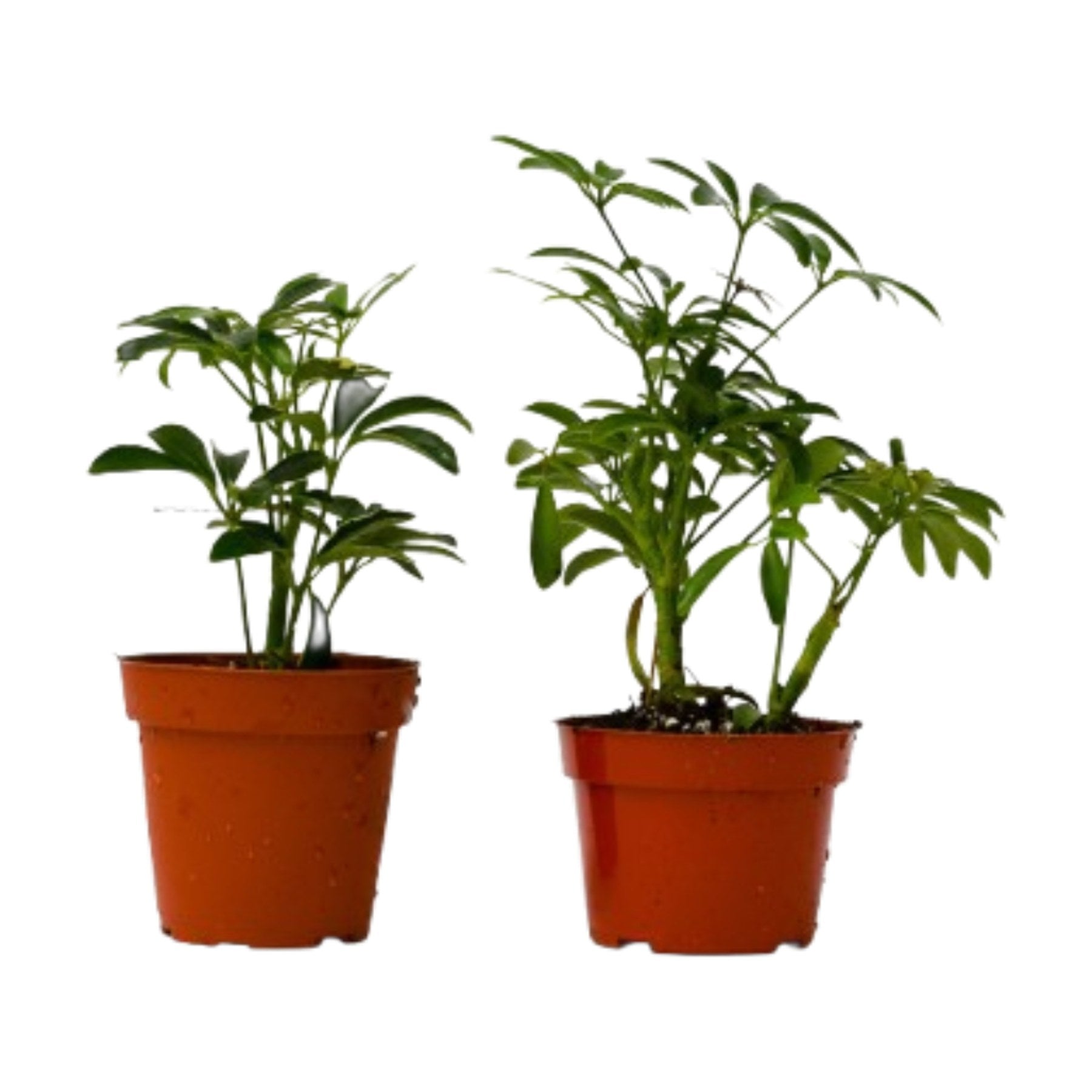 2 Different Schefflera Plants Variety Pack