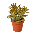 Kalanchoe Tomentosa 'Chocolate Soldier' Succulent