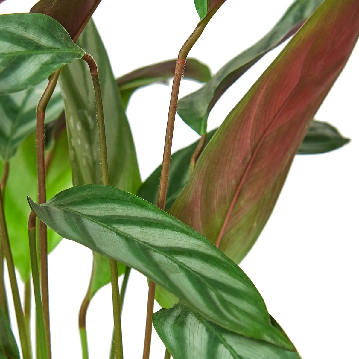 Calathea 'Grey Star' – view 2