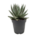 Succulent Haworthia Savanna