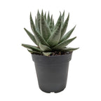 Succulent Haworthia Savanna