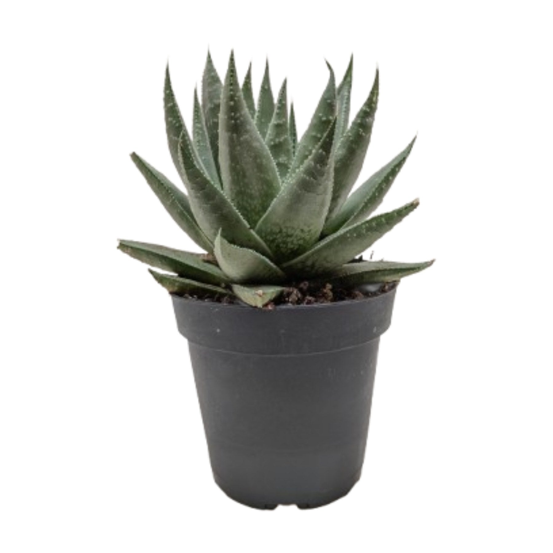 Succulent Haworthia Savanna