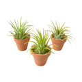 3 Ionantha Air Plants with Mini Terra Cotta Pots