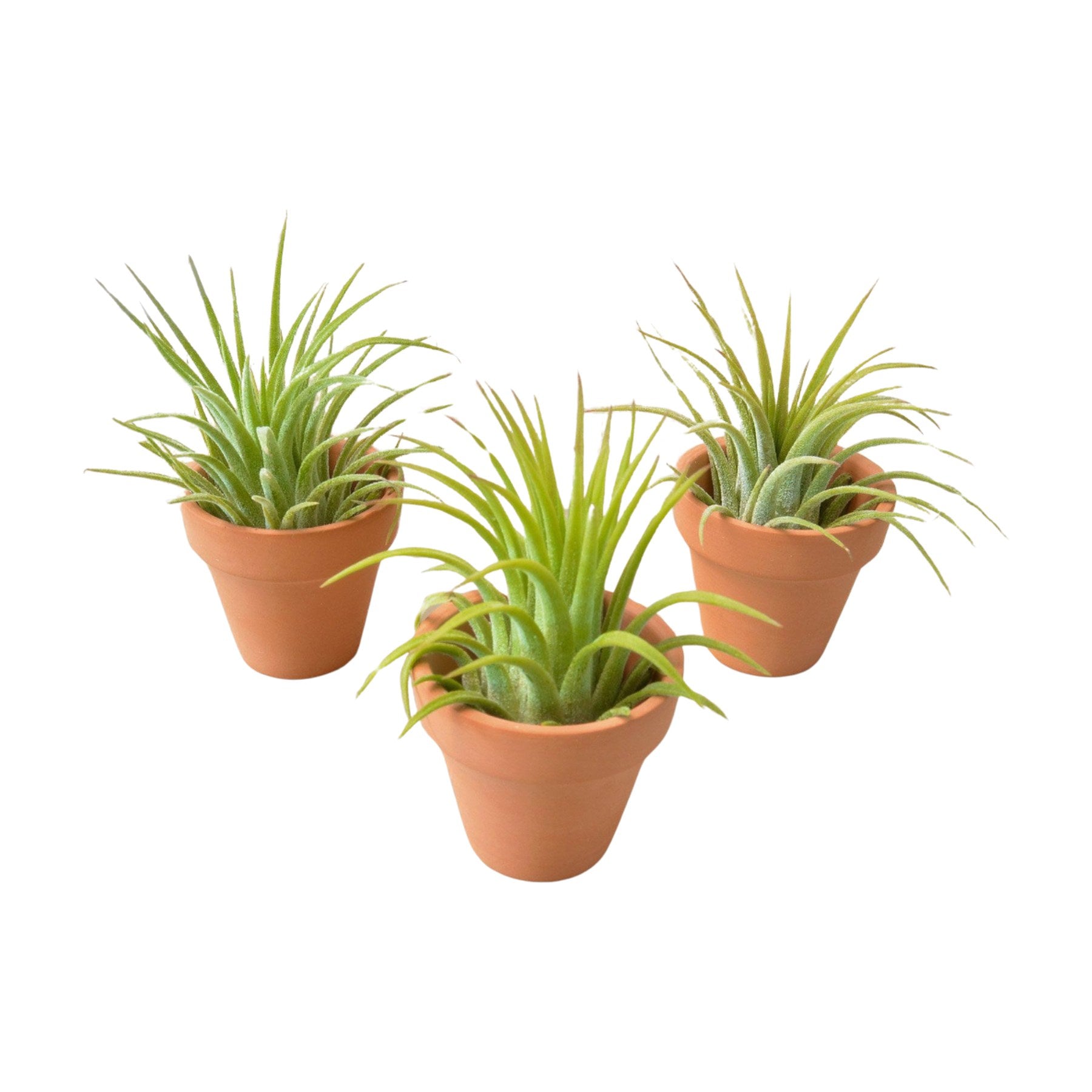 3 Ionantha Air Plants with Mini Terra Cotta Pots