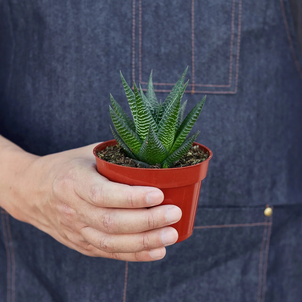 Fairy Washboard Haworthia – view 3