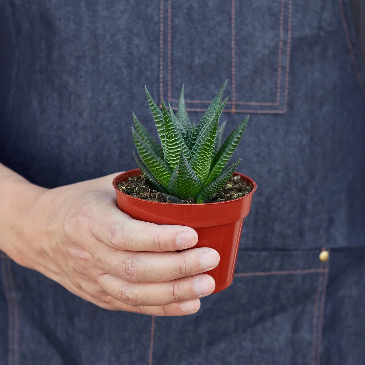 Fairy Washboard Haworthia – view 3