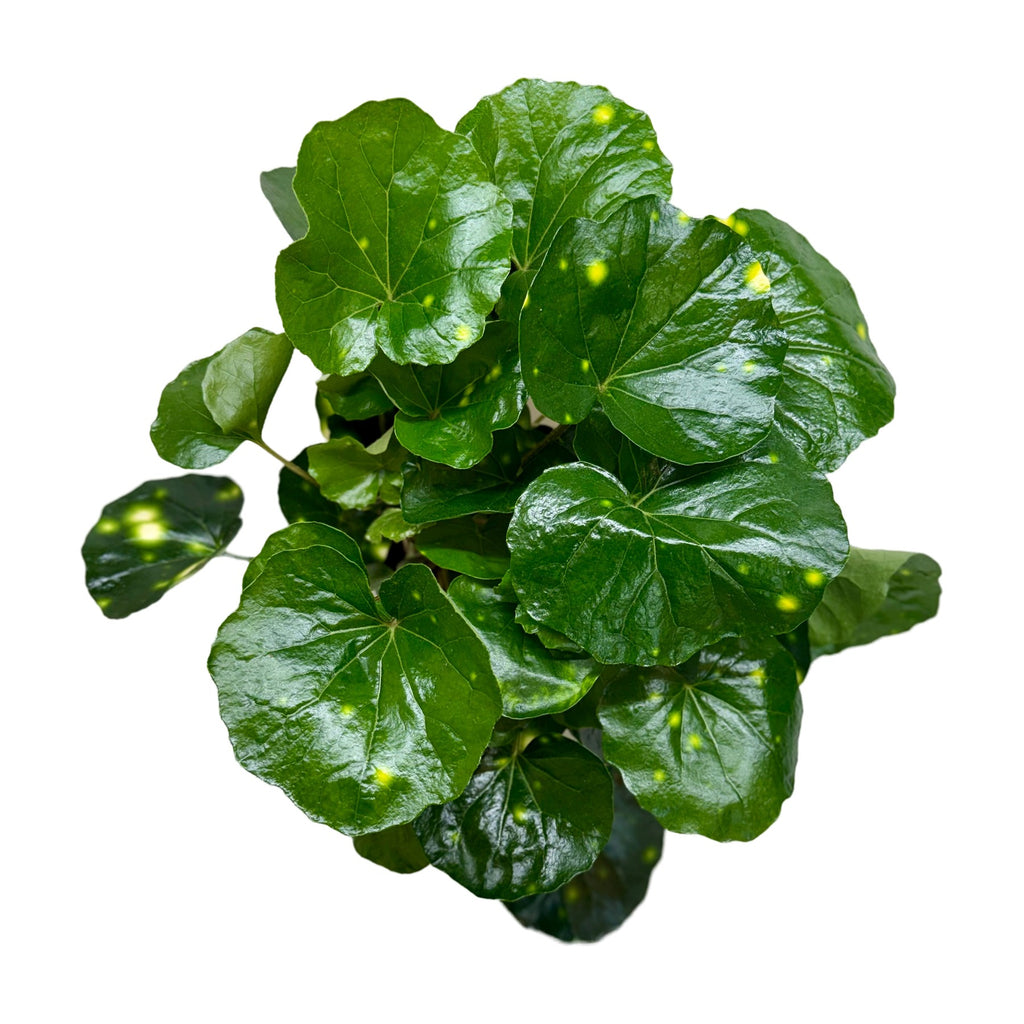 Farfugium Firefly