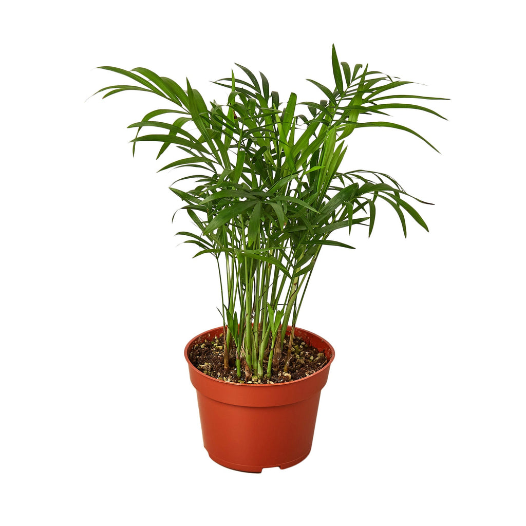 Parlor Palm – view 2