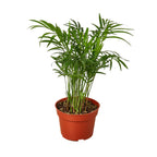 Parlor Palm – view 2