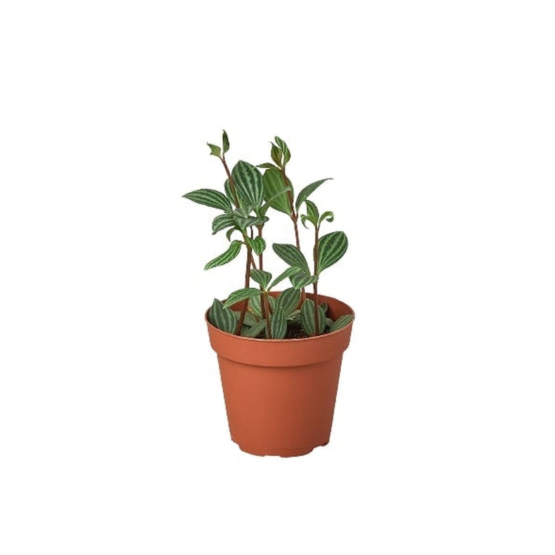 Peperomia 'Parallel'