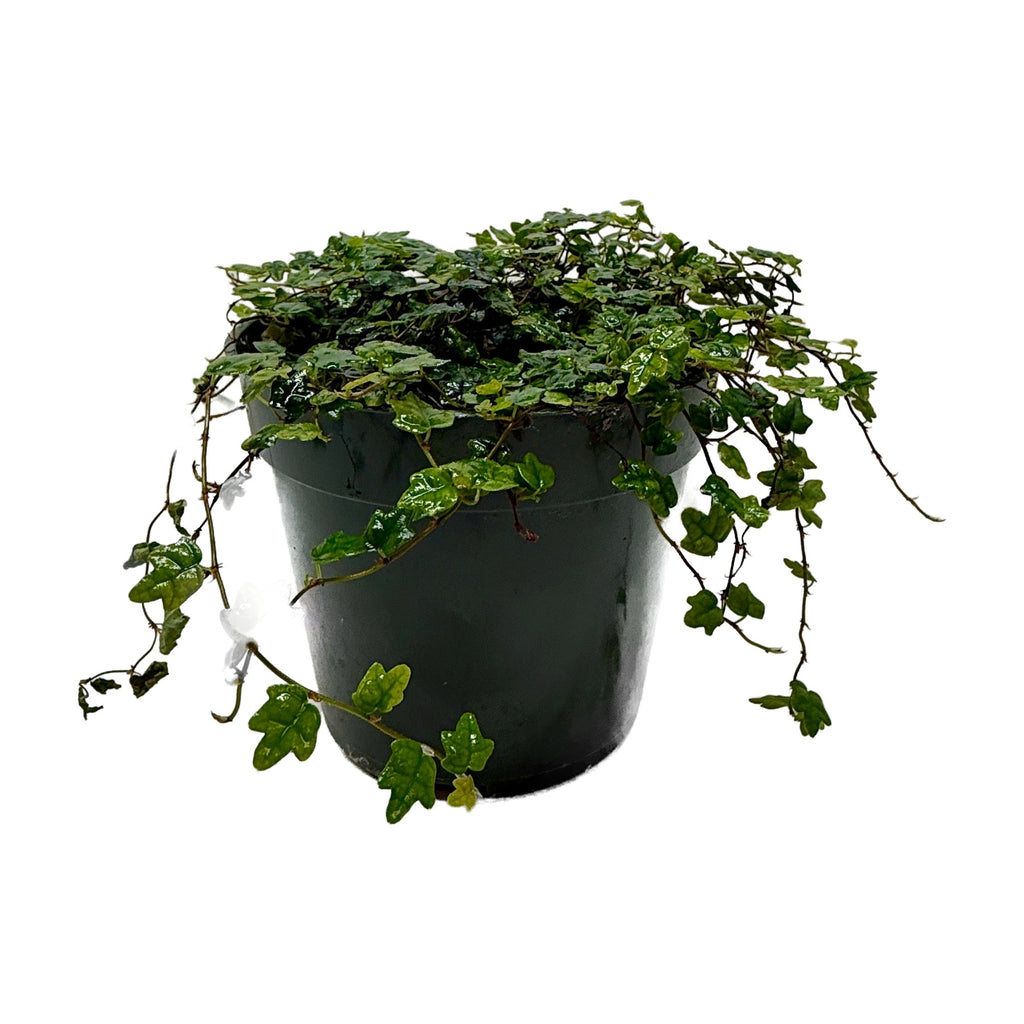 Ficus 'String of Frogs' Live Plant