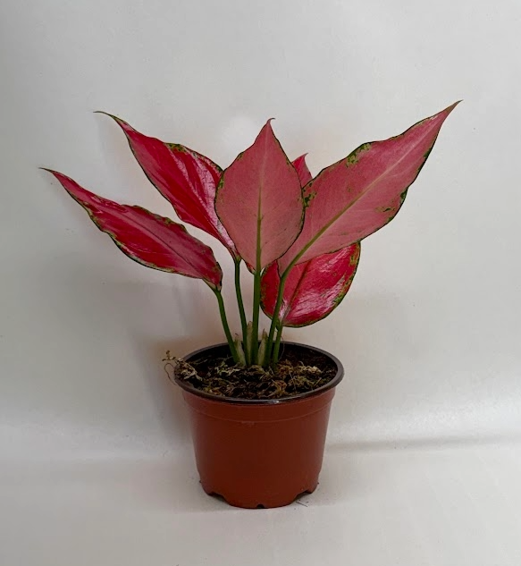 Chinese Evergreen 'Ruby Garuda' – view 3