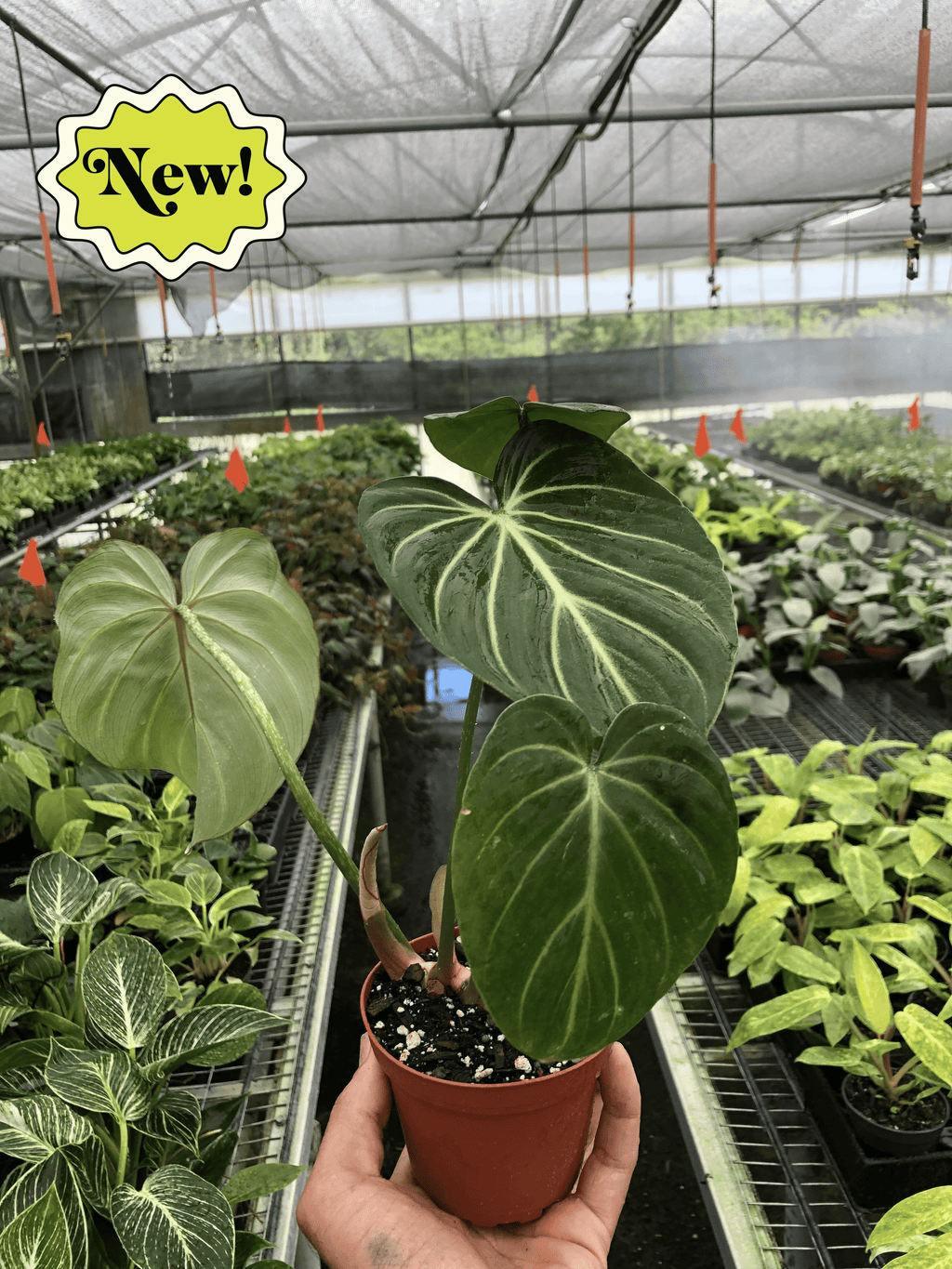 Philodendron Gloriosum – view 2