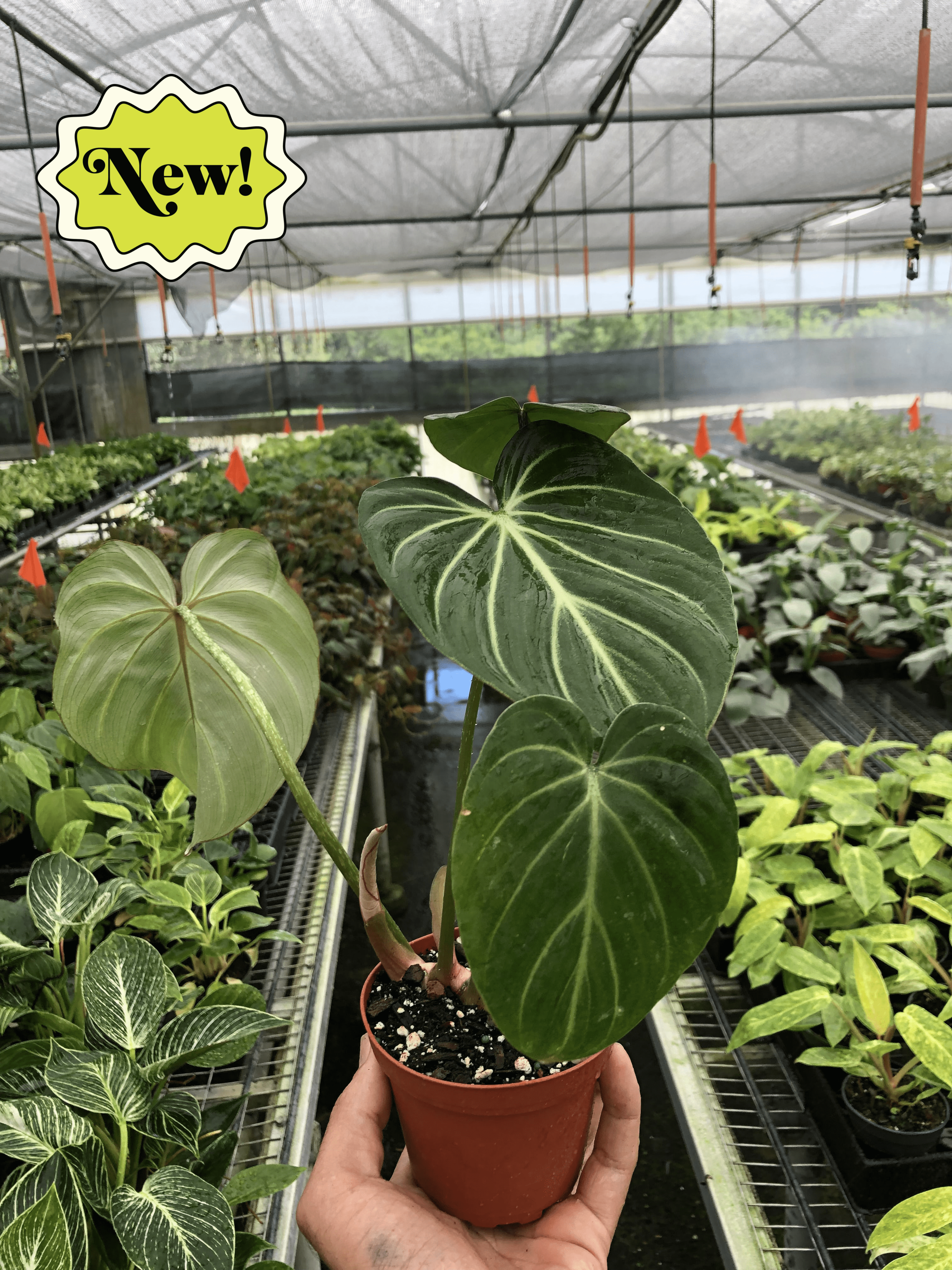 Philodendron Gloriosum – view 2