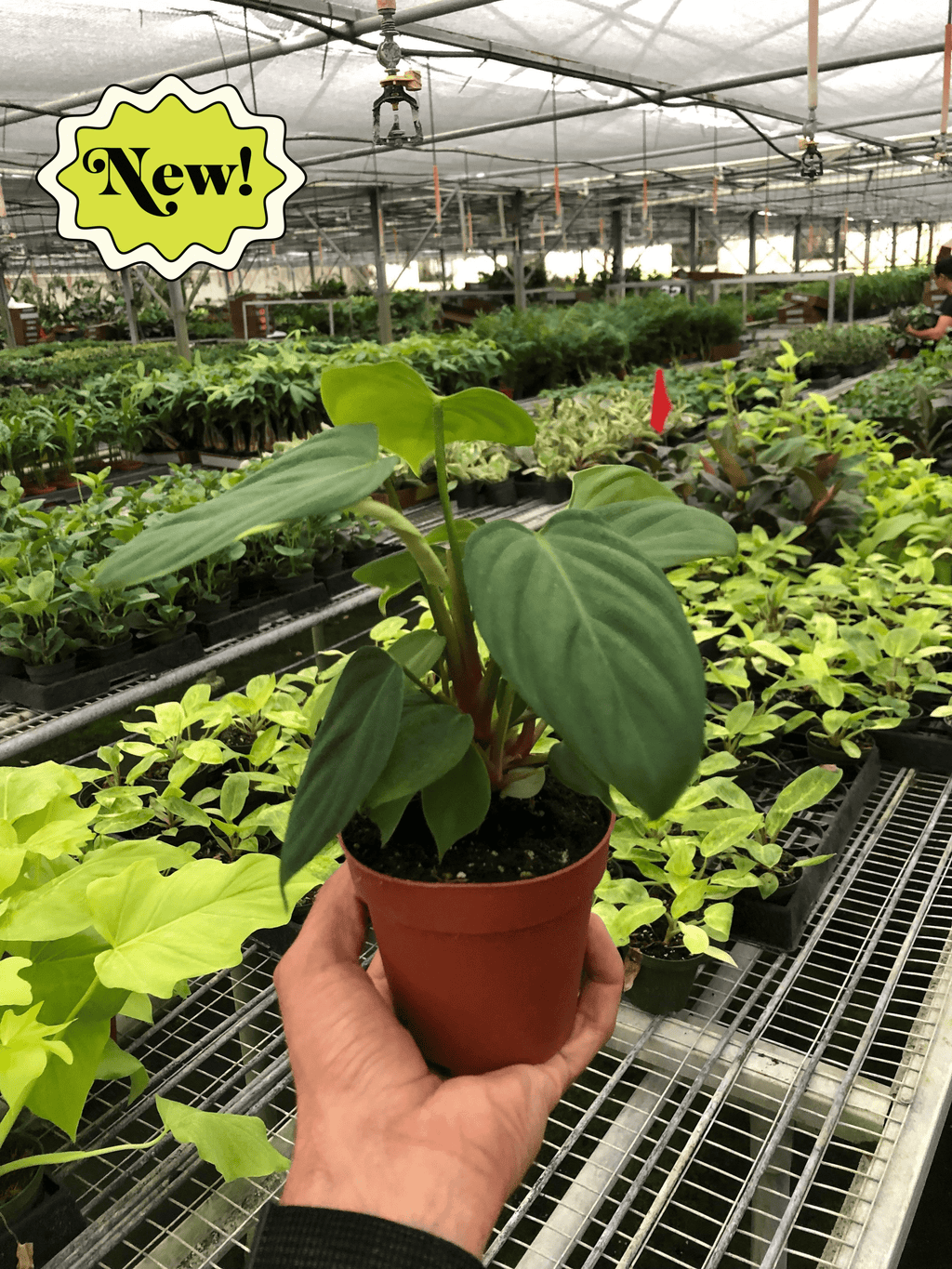 Philodendron 'Fuzzy Petiole' – view 7