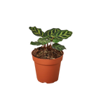Calathea 'Makoyana' – view 4