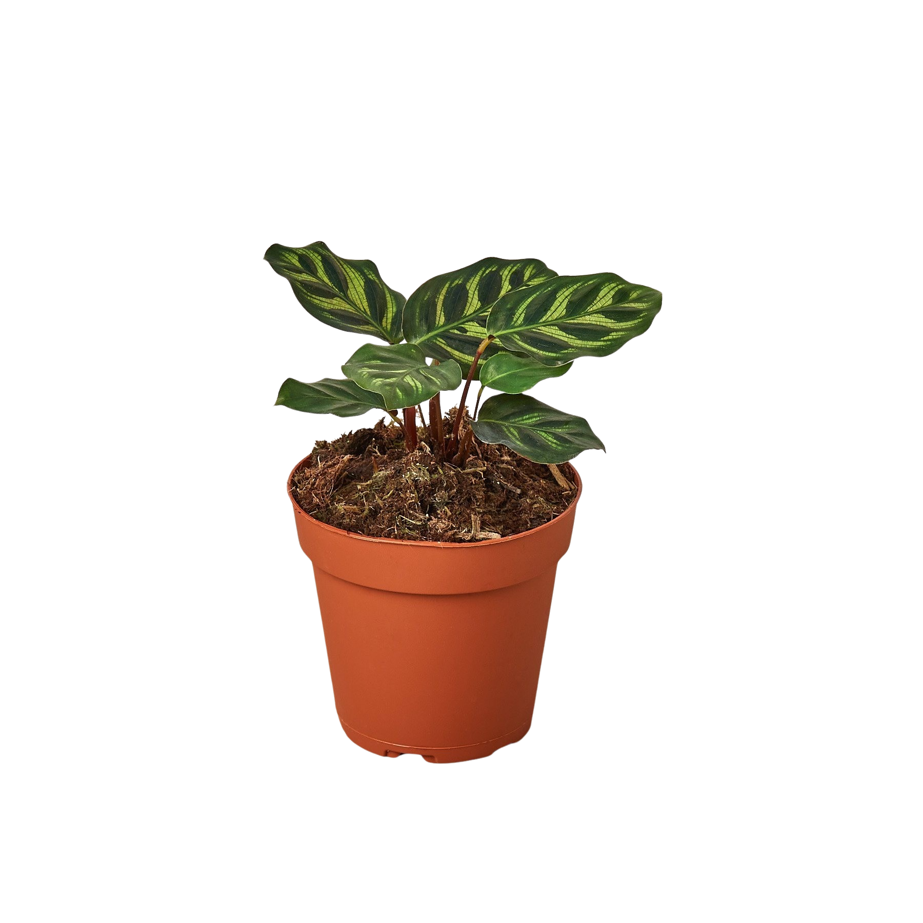 Calathea 'Makoyana' – view 4