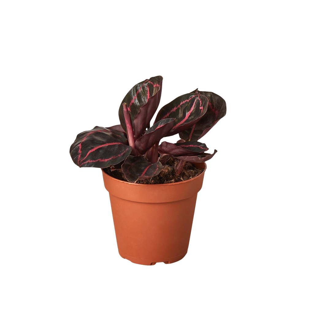Calathea 'Dottie' – view 4